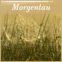 Leandra Blütensturm