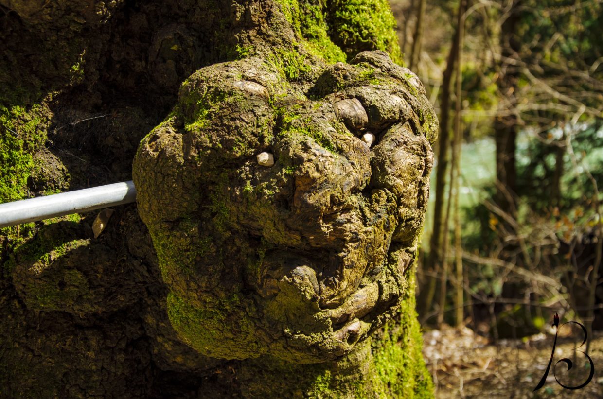 Octavia Großmutter Weide